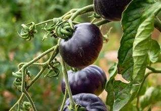 Black Tomato