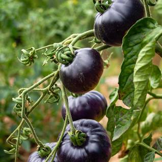 Black Tomato